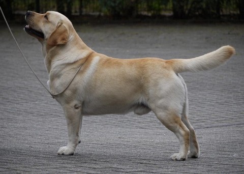 Labrador Welpen gelb