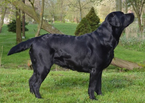 Labrador Welpen schwarz