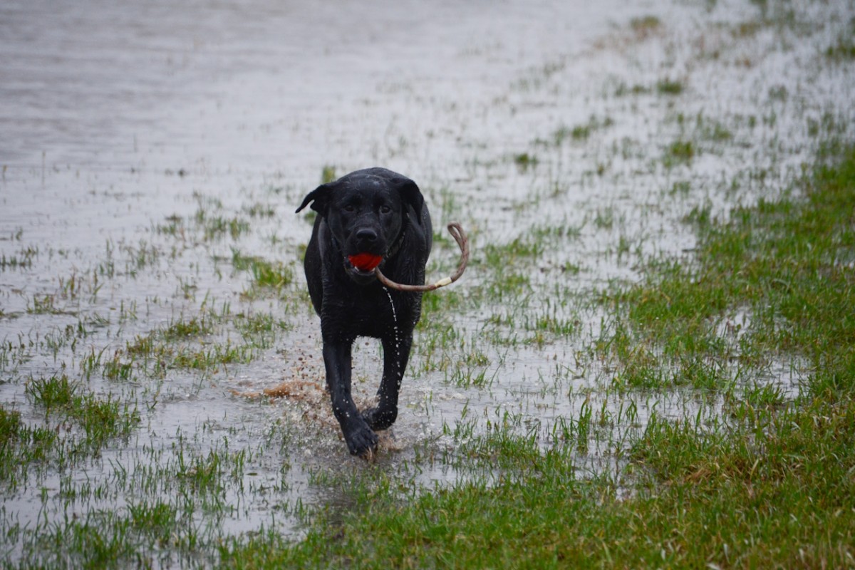 Tilda bei Training