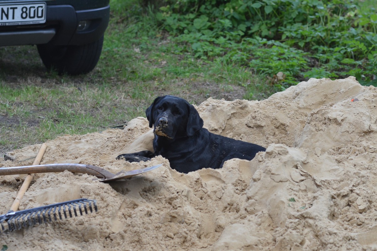 Tilda im Sandhaufen