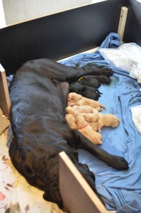 10 Labrador Welpen