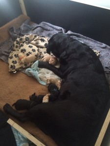 Labrador Welpen Geburt